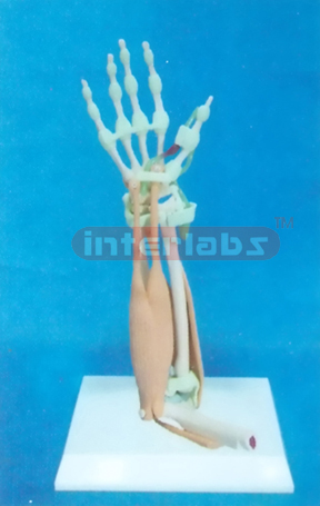 DESK- TYPE, HALF ARM & HAND SKELETON MODEL WITH LIGAMENTS MUSCLE & ARTERY AND DESCRIPTION PLATE